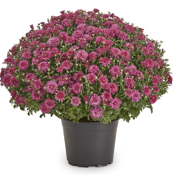 MUMS - 2025 FALL FUNDRAISER supporting SLC