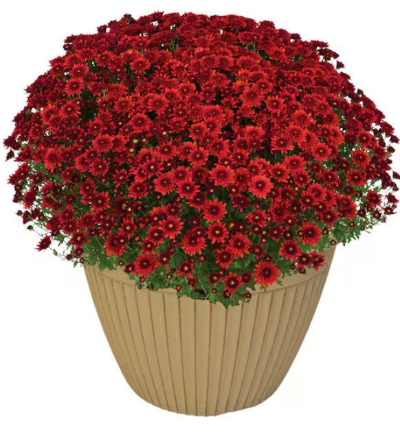 MUMS - 2025 FALL FUNDRAISER supporting SLC