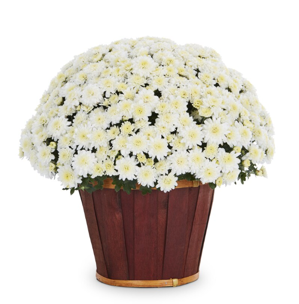 MUMS - 2025 FALL FUNDRAISER supporting SLC