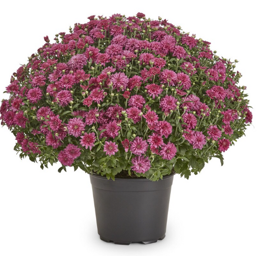 MUMS - 2025 FALL FUNDRAISER supporting SLC